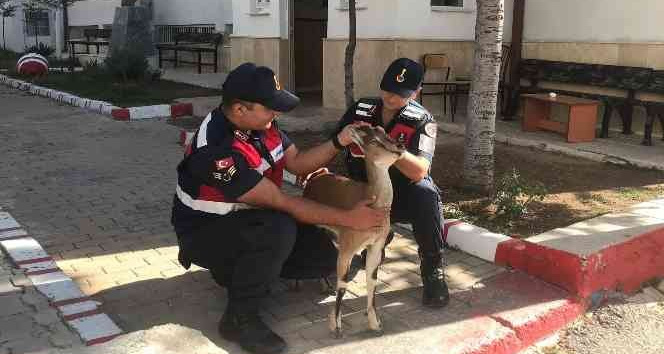 Karaman’da hasta yaban keçisi koruma altına alındı