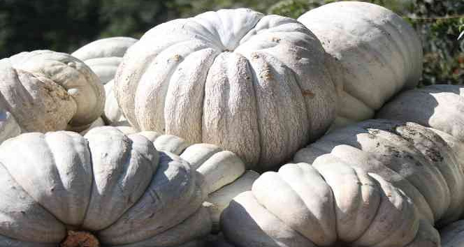 Lezzetiyle büyüleyen bal kabağının sofralara yolculuğu başladı