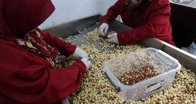 Fındık kavurma tesisinde taleplere yetişemiyorlar