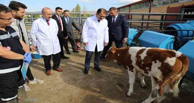 Çankırı’da şap hastalığına karşı aşılama kampanyası başladı