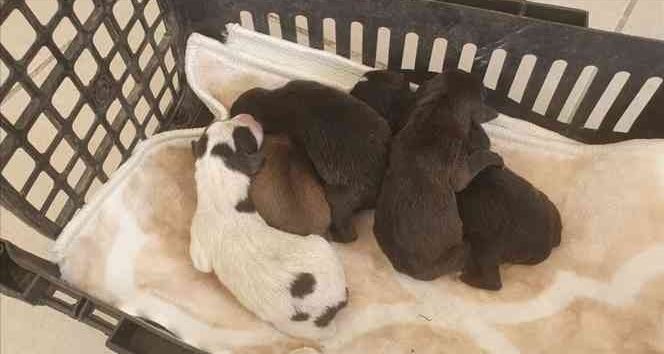 Yavru köpekleri poşete koyup çöp kutusuna attılar