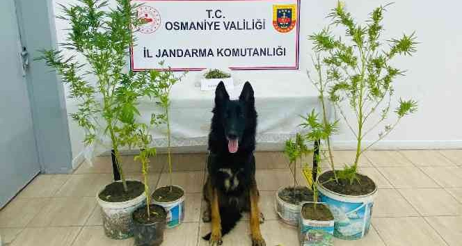 Osmaniye’de uyuşturucu operasyonu