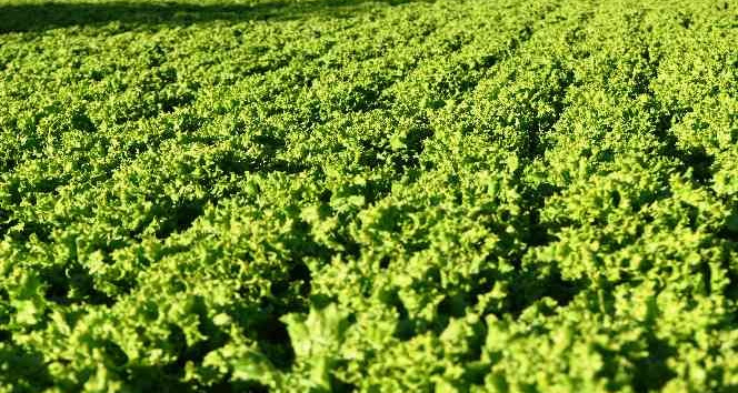 Topraksız tarımla marul yetiştirdi