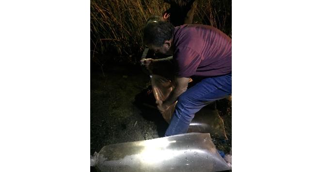 Bitlis’te 779 bin yavru sazan balığı göllere bıkarıldı