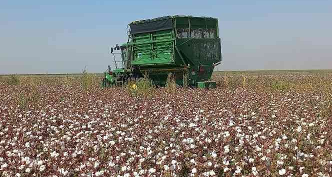 Kızıltepe Ovası’nda pamuk hasadı başladı