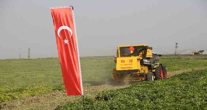 Şırnak’ta yerfıstığı hasadı şenlikle başladı