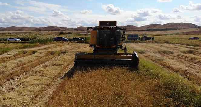 Çeltik rekoltesi çiftçinin yüzünü güldürdü