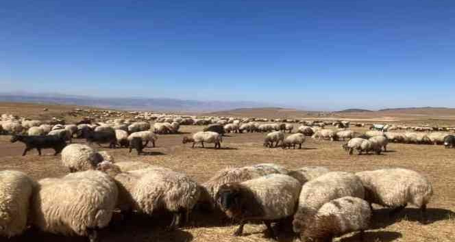 Güroymak’ta hayvan aşılama çalışması