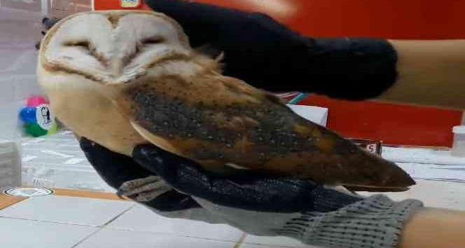 Okul duvarına çarpan peçeli baykuş tedavi altına alındı