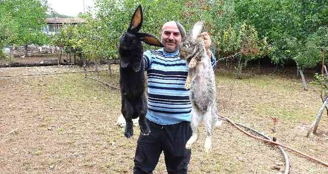 Tokat’ta dev tavşanlar görenleri şaşırtıyor
