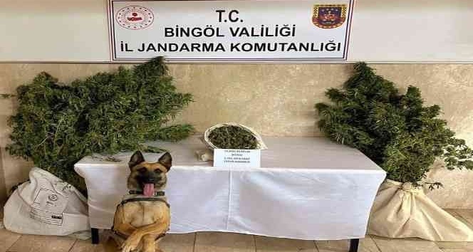 Bingöl’de bir evde 25 kök kenevir ve esrar ele geçirildi