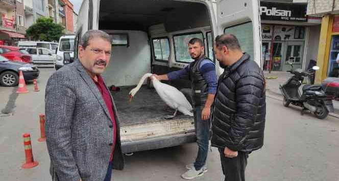 Yerköy’de bulunan Kuğu, Yozgat Belediyesine teslim edildi