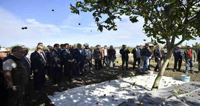 Bozuk orman arazileri ceviz bahçesine dönüştürüldü
