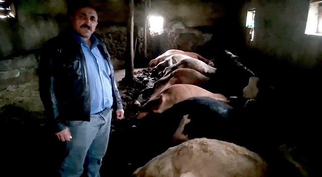 Yozgat’ta yıldırım isabet eden ahırdaki 7 büyükbaş hayvan telef oldu