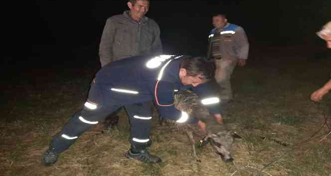 Kuyuya düşen koyunu AFAD ekibi kurtardı
