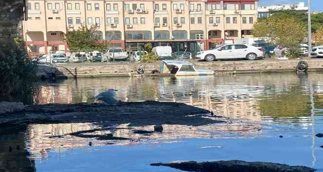 Çanakkale’de kanadı kırılarak köprü ayağında mahsur kalan martı, böyle kurtarıldı