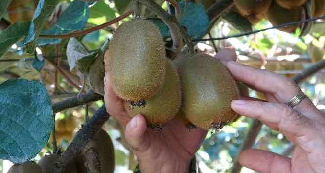 Ordu’da kivi üreticileri yeni sezon fiyatından memnun değil