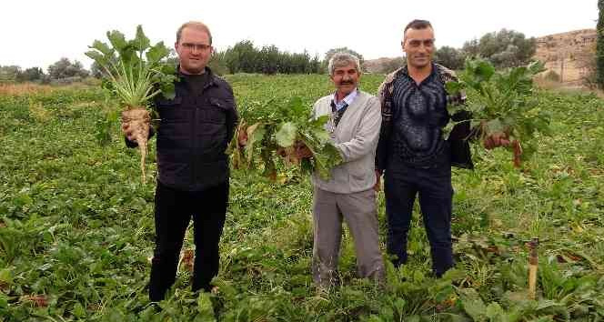 Yozgat’ta şekerpancarında 1 milyon 750 bin ton rekolte bekleniyor
