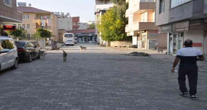 Bulanık’ta sokak hayvanları unutulmadı