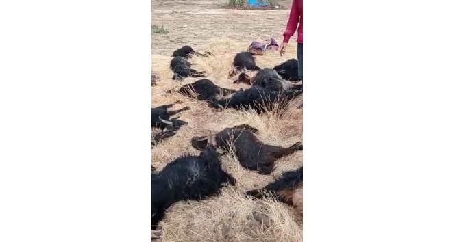 Siirt’te mağara çöktü, 17 hayvan telef oldu