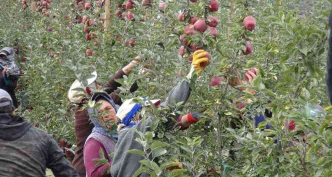 Niğde’de 650 bin ton elma rekoltesi bekleniyor