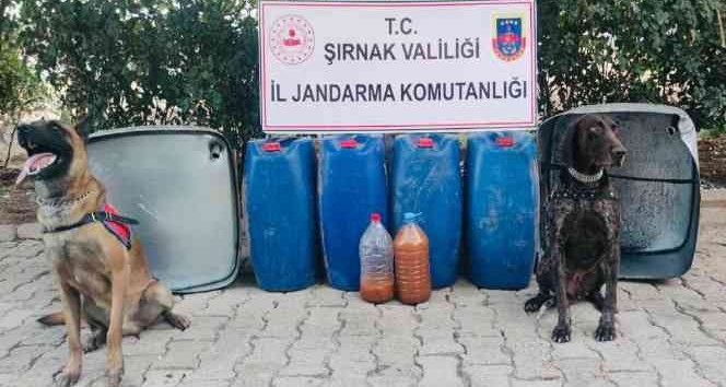 Şırnak’ta kaçakçılık ve asayiş operasyonu: 65 gözaltı