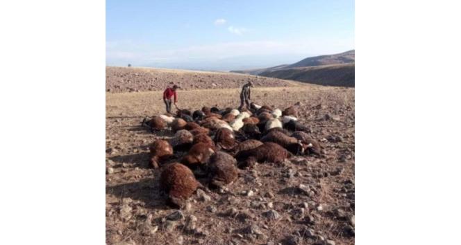 Iğdır’da yıldırım isabet eden 56 koyun telef oldu