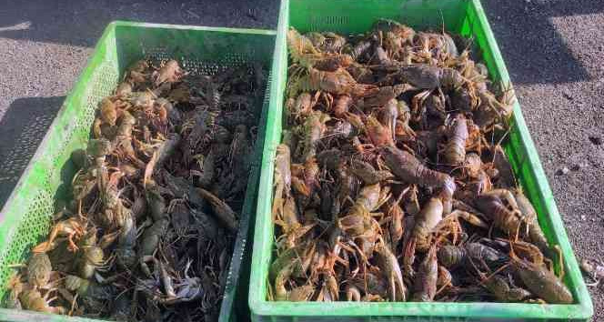 Bozkırdan Avrupa’ya kerevit ihracatı