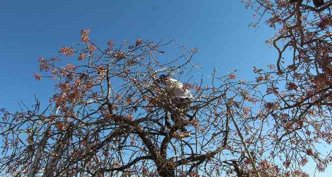 Siirt’te bıttım toplanmaya başlandı