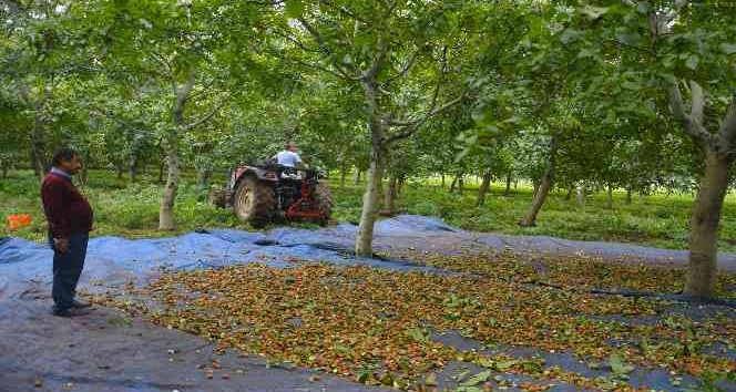 Bu ilçede dağ taş ceviz