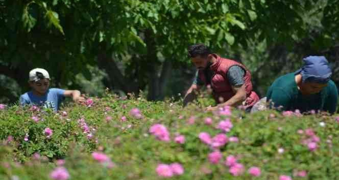 Isparta’da gül çiçeği taban fiyatı 22 lira olarak açıklandı
