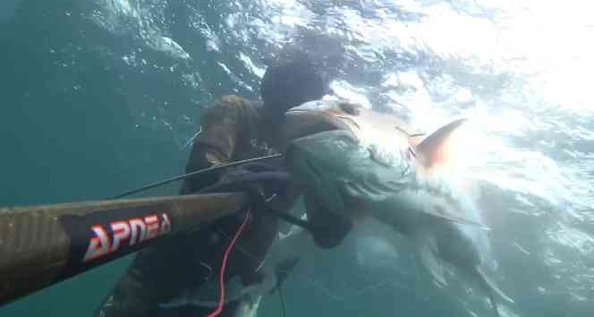 (Özel) Rekortmen dalgıç, 40 kiloluk boyu kadar akya avladı