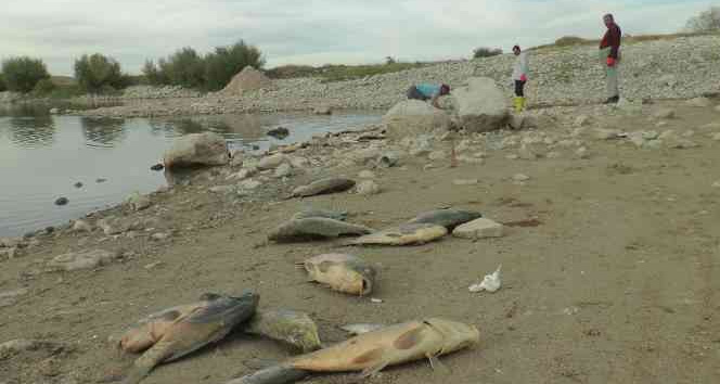 Organize Sanayi’nin atık suları toplu balık ölümüne neden oldu