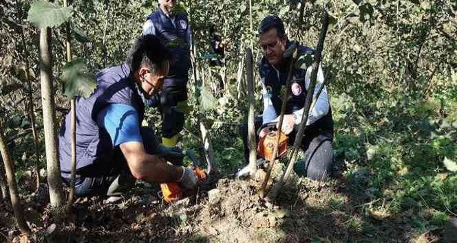 Yılmaz: “Fındıkta verimi arttırmak için budama işlemlerine başlanmalı”