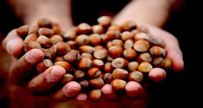 Fındık fiyatı haftayı yükselişle 47 liradan kapattı