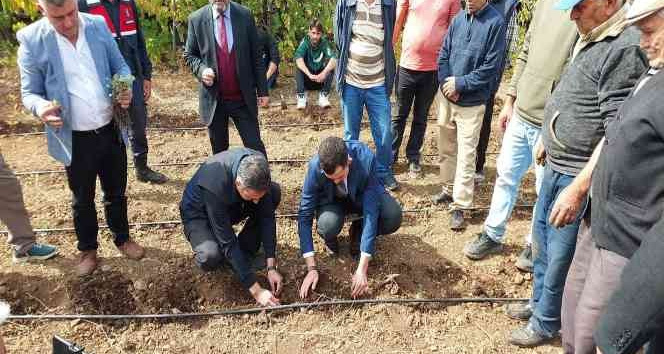 Yok olma tehlikesiyle karşı karşıya olan Sütçüler kekiği kültüre alındı