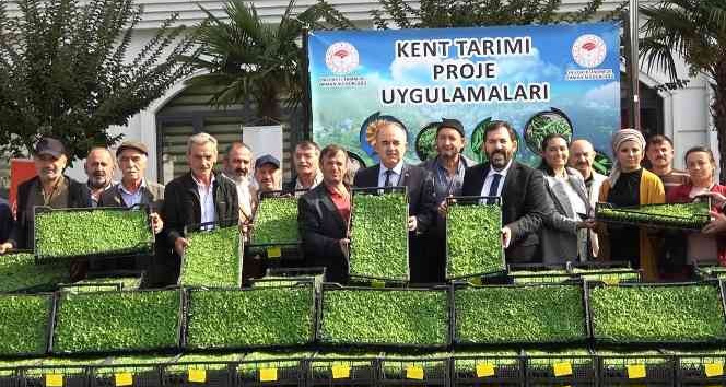 Yalova’da 35 çiftçiye 500 bin adet kıvırcık fidesi dağıtıldı