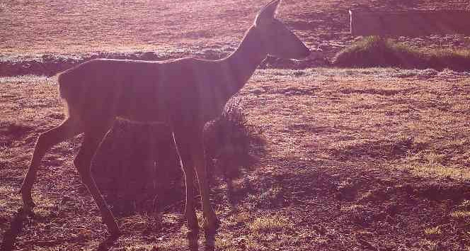 Yaban hayatı fotokapanla görüntülendi