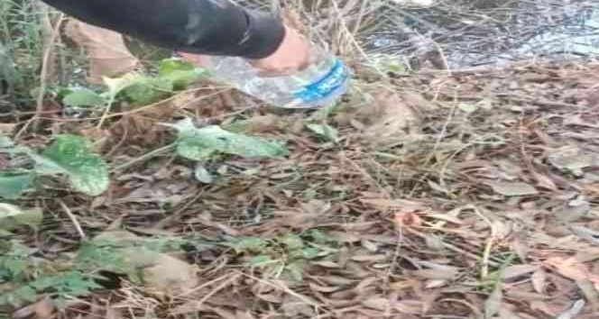 Iğdır’da apartman bodrumunda yakalanan su yılanı doğaya bırakıldı