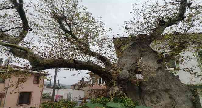 Tarihi ulu çınar ve Ulu Cami yıllara meydan okuyor