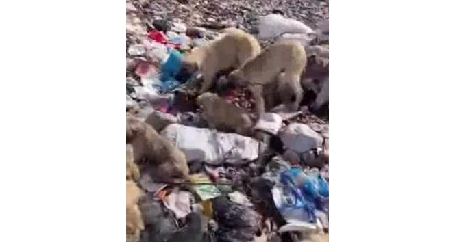 Bingöl’de yavru köpekler iple birbirine bağlanıp çöplüğe atıldı