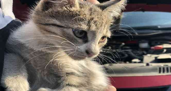 Otomobilin motor kısmına giren yavru kedi kurtarıldı