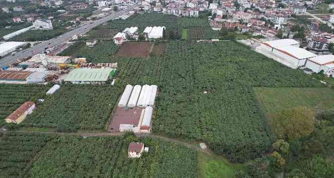 Yalova’da kivi üreticisini rekoltesi ile sevindirdi, kalibresi ile üzdü