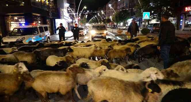 Şehir merkezinden koyun sürüsü geçti, trafik durdu