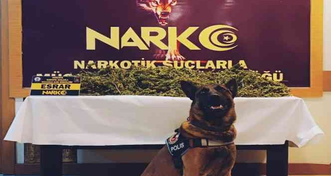 Osmaniye’de uyuşturucu operasyonlarında 6 tutuklama