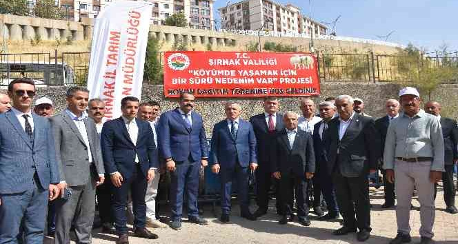 Şırnaklı besicilere koyun desteği