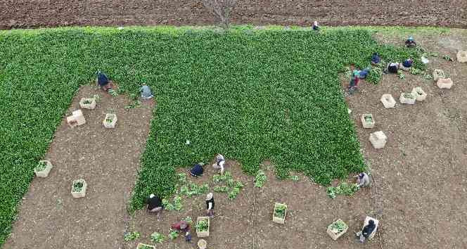Sonbaharın gözdesi, havaların soğuması ile talep arttı
