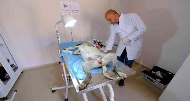 Akdağmadeni’nde sokak hayvanları emin ellerde