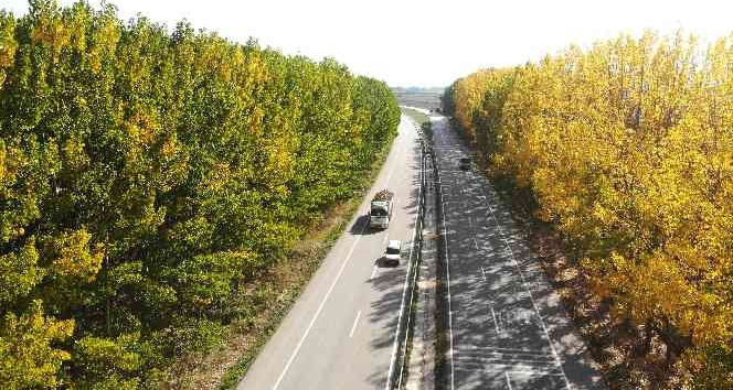 Karayolunda sonbahar koridoru