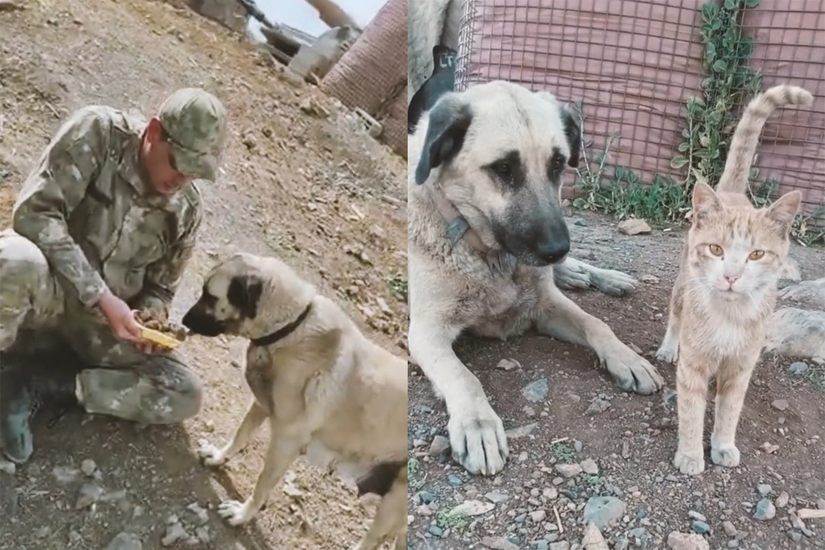 Mehmetçiğin baktığı kedi ve köpeğe sosyal medyada büyük ilgi